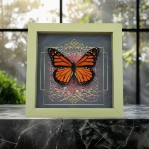 Danaus plexippus male Monarch Butterfly Gothic Red Heart Framed Taxidermy Sage Green Display