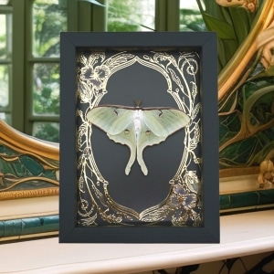 Real Luna Moth Framed Taxidermy Gold Foil Art Nouveau Actias luna Resting Display