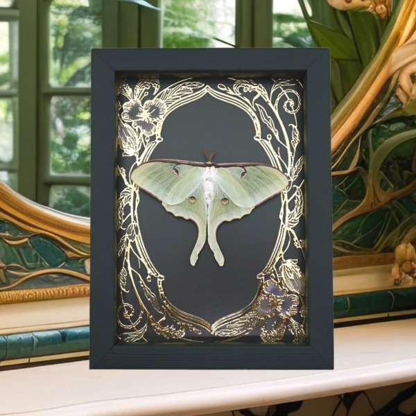 Real Luna Moth Framed Taxidermy Gold Foil Art Nouveau Actias luna Resting Display