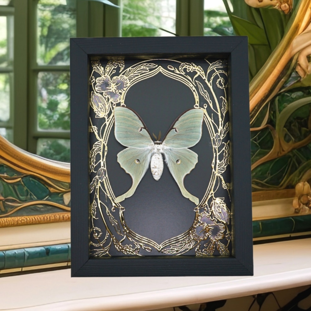 Real Luna Moth Framed Taxidermy Gold Foil Art Nouveau Actias luna