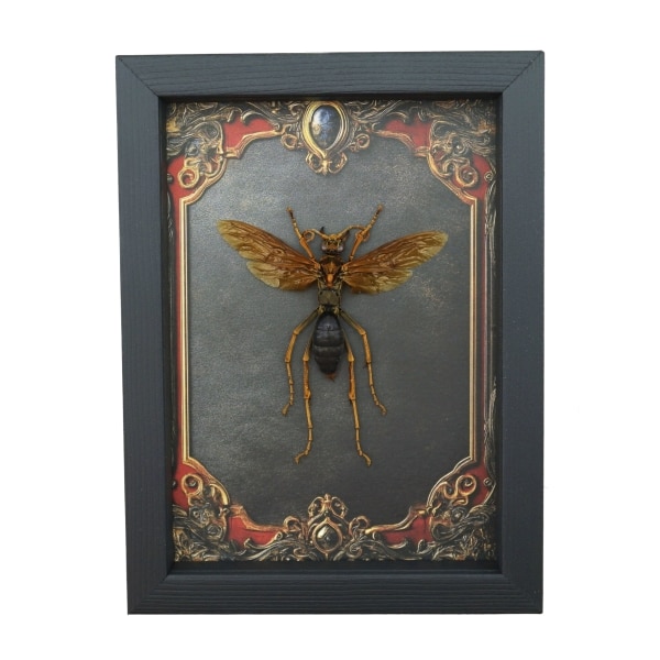 Tarantula Hawk Wasp Hemipepsis Aureomicans Female Gothic Red Borders Real Framed Taxidermy Display