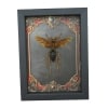 Tarantula Hawk Wasp Hemipepsis Aureomicans Female Gothic Red Borders Real Framed Taxidermy Display