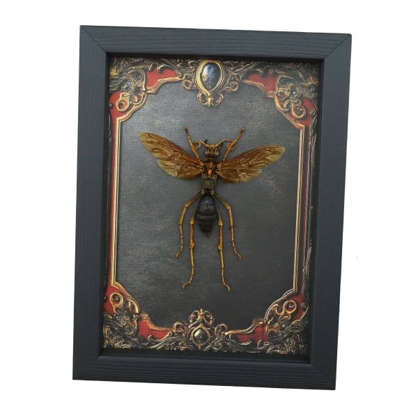 Tarantula Hawk Wasp Hemipepsis Aureomicans Female Gothic Red Borders Real Framed Taxidermy Display
