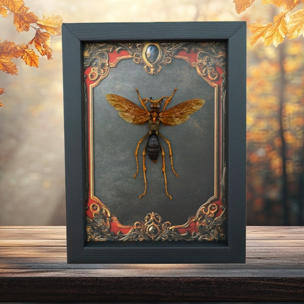 Tarantula Hawk Wasp Hemipepsis Aureomicans Female Gothic Red Borders Real Framed Taxidermy Display Tarantula Hawk Wasp Hemipepsis Aureomicans Female Gothic Red Borders Real Framed Taxidermy Display