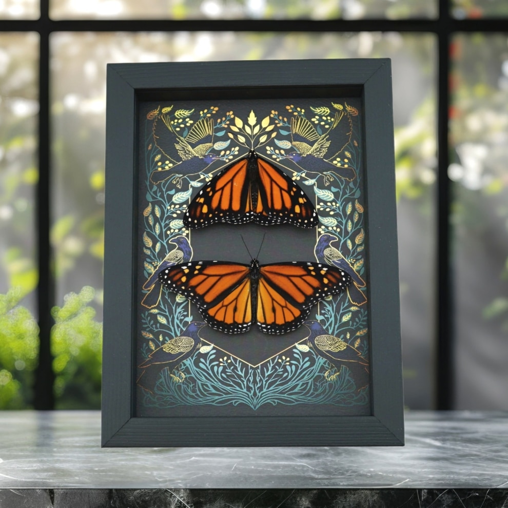 Framed Monarch Butterflies Gothic Ravens Danaus Plexippus Butterfly Set Taxidermy Display Framed Monarch Butterflies Gothic Ravens Danaus Plexippus Butterfly Set Taxidermy Display