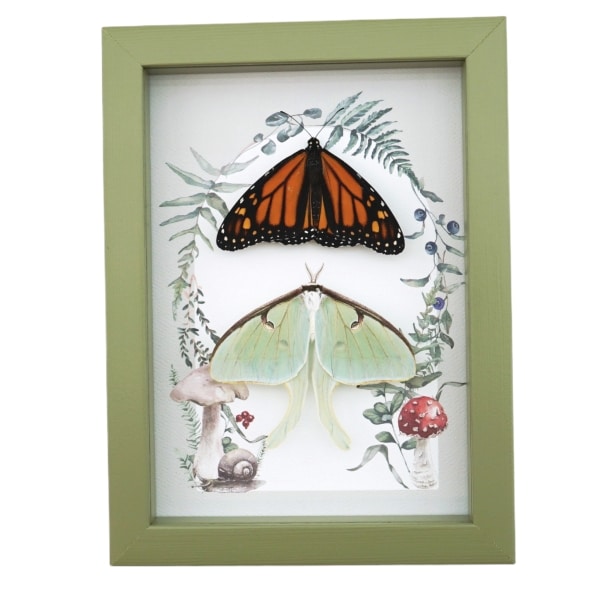 Monarch Butterfly Luna Moth Collection Real Framed Taxidermy Sage Green Display