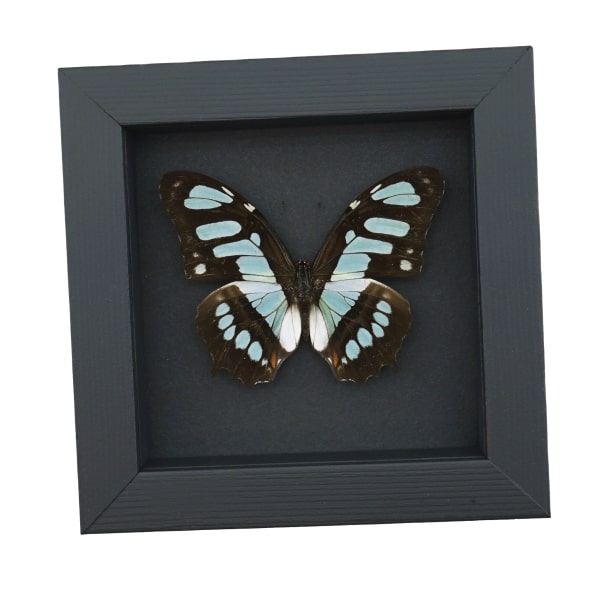 Malachite Butterfly Framed Taxidermy Siproeta stelenes Moonlight Display