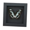 Malachite Butterfly Framed Taxidermy Siproeta stelenes Moonlight Display