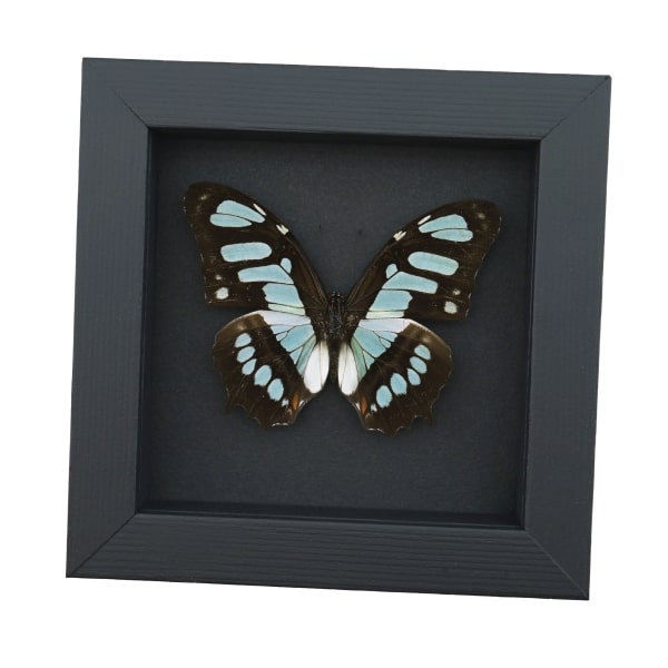 Malachite Butterfly Framed Taxidermy Siproeta stelenes Moonlight Display