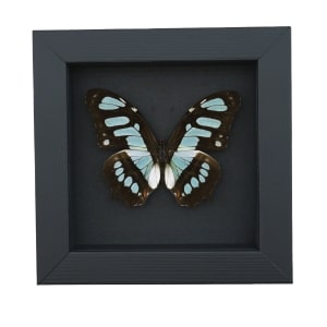 Malachite Butterfly Framed Taxidermy Siproeta stelenes Moonlight Display