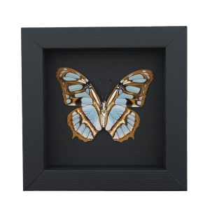Malachite Butterfly Framed Taxidermy Siproeta stelenes Verso Moonlight Display
