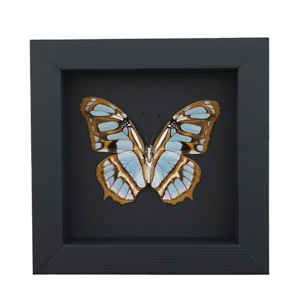 Malachite Butterfly Framed Taxidermy Siproeta stelenes Verso Moonlight Display