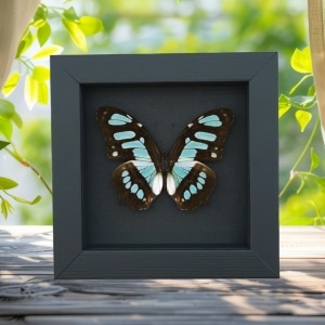 Malachite Butterfly Framed Taxidermy Siproeta stelenes Moonlight Display