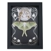 Real Framed Luna Moth Silver Foil Owls Moon Art Nouveau Actias luna Resting Taxidermy