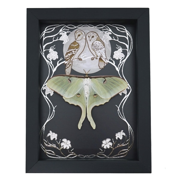 Real Framed Luna Moth Silver Foil Owls Moon Art Nouveau Actias luna Resting Taxidermy