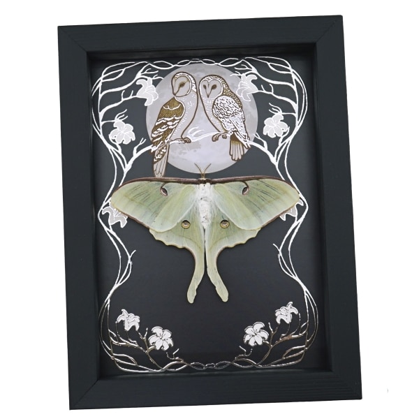 Real Framed Luna Moth Silver Foil Owls Moon Art Nouveau Actias luna Resting Taxidermy