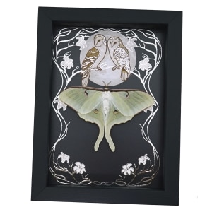 Real Framed Luna Moth Silver Foil Owls Moon Art Nouveau Actias luna Resting Taxidermy