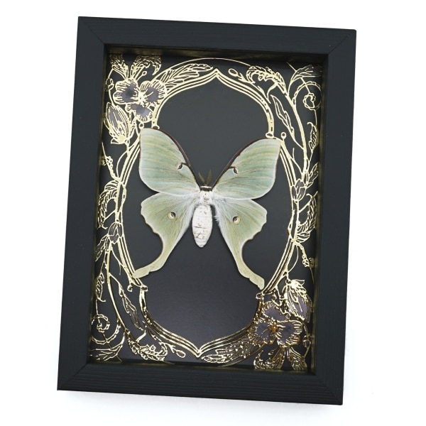 Real Luna Moth Framed Taxidermy Gold Foil Art Nouveau Actias luna