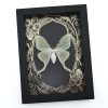 Real Luna Moth Framed Taxidermy Gold Foil Art Nouveau Actias luna