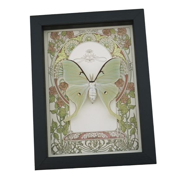 Real Luna Moth Art Nouveau Actias luna Female Framed Taxidermy Display