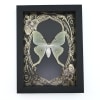 Real Luna Moth Framed Taxidermy Gold Foil Art Nouveau Actias luna