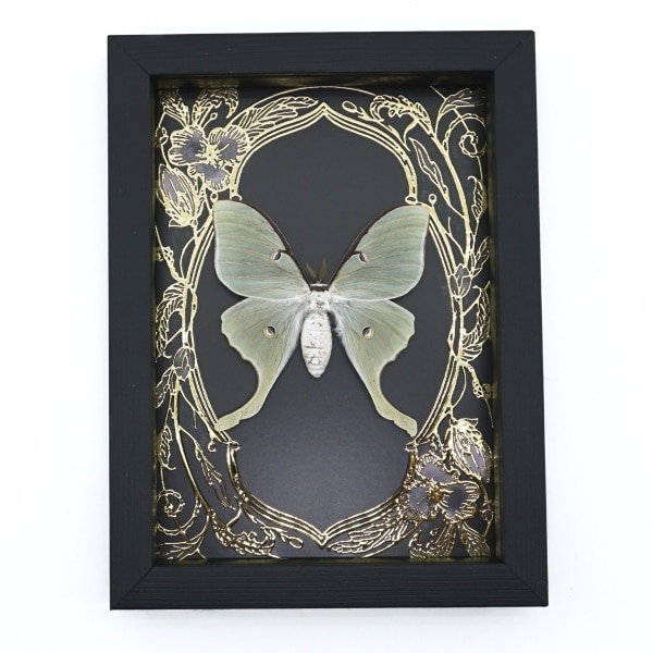 Real Luna Moth Framed Taxidermy Gold Foil Art Nouveau Actias luna