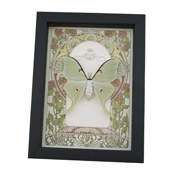 Real Luna Moth Art Nouveau Actias luna Female Framed Taxidermy Display