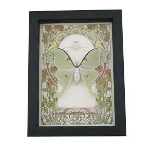 Real Luna Moth Art Nouveau Actias luna Female Framed Taxidermy Display