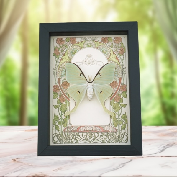 Real Luna Moth Art Nouveau Actias luna Female Framed Taxidermy Display