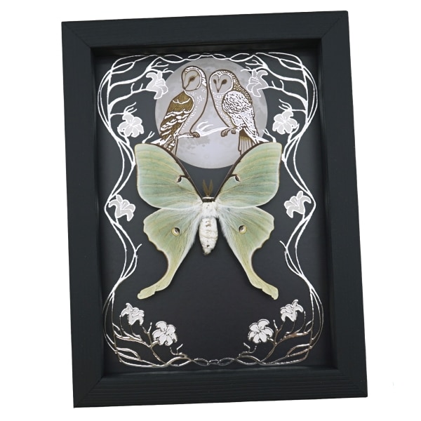 Real Framed Luna Moth Silver Foil Owls Moon Art Nouveau Actias luna Taxidermy Display