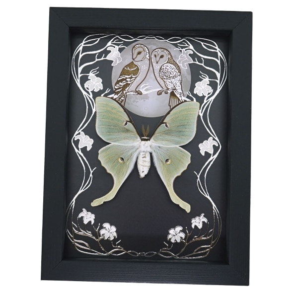 Real Framed Luna Moth Silver Foil Owls Moon Art Nouveau Actias luna Taxidermy Display