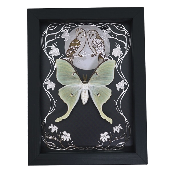 Real Framed Luna Moth Silver Foil Owls Moon Art Nouveau Actias luna Taxidermy Display