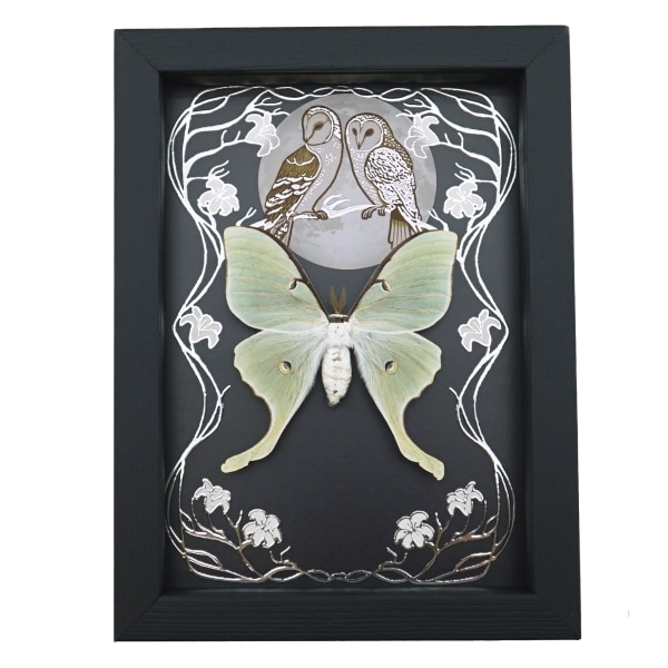 Real Framed Luna Moth Silver Foil Owls Moon Art Nouveau Actias luna Taxidermy Display