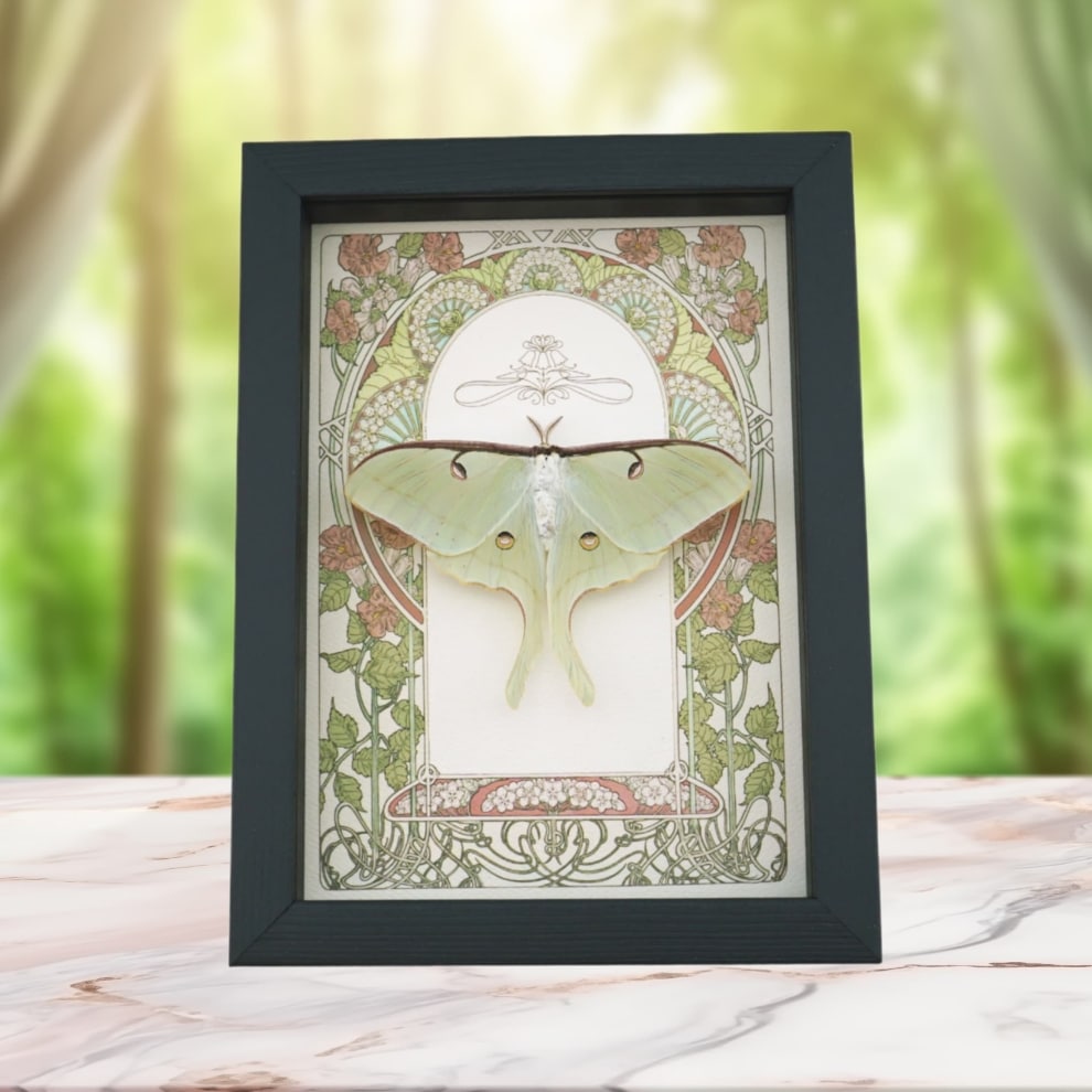 Luna Moth Art Nouveau Actias luna Female Resting Real Framed Taxidermy Display Luna Moth Art Nouveau Actias luna Female Resting Real Framed Taxidermy Display