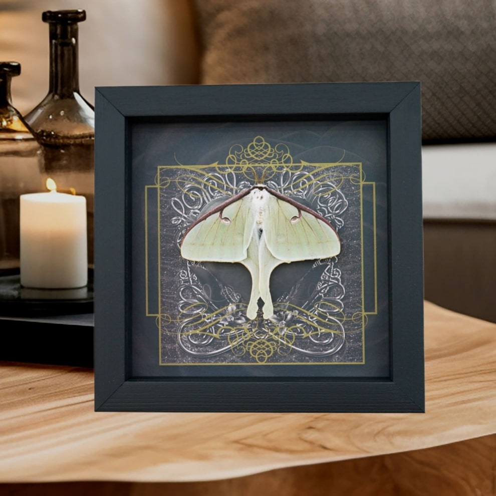 Real Framed Luna Moth Gothic Black Heart Actias luna Resting Taxidermy Display