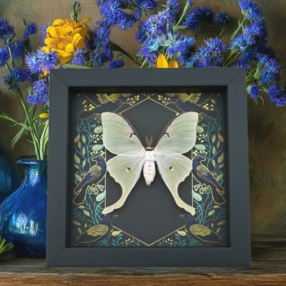 Real Luna Moth Framed Gothic Ravens Actias luna Taxidermy Display Real Luna Moth Framed Gothic Ravens Actias luna Taxidermy Display