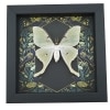 Real Luna Moth Framed Gothic Ravens Actias luna Taxidermy Display