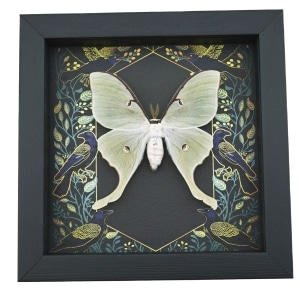 Real Luna Moth Framed Gothic Ravens Actias luna Taxidermy Display