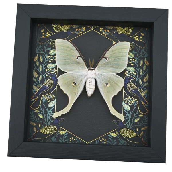 Real Luna Moth Framed Gothic Ravens Actias luna Taxidermy Display
