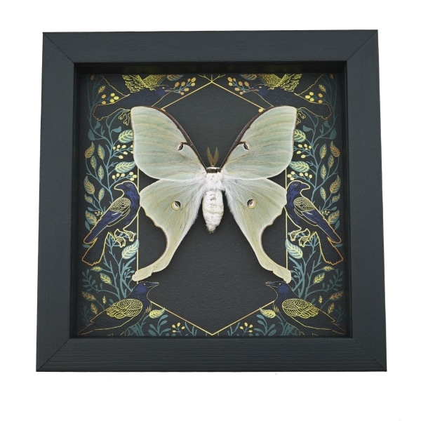 Real Luna Moth Framed Gothic Ravens Actias luna Taxidermy Display