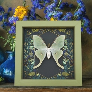 Framed Luna Moth Gothic Ravens Actias luna Taxidermy Sage Green Display