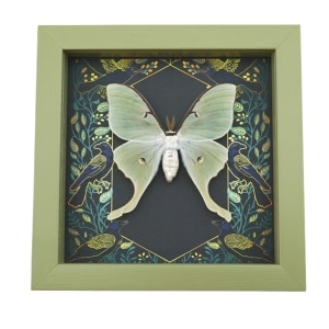 Framed Luna Moth Gothic Ravens Actias luna Taxidermy Sage Green Display