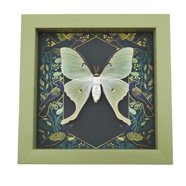 Framed Luna Moth Gothic Ravens Actias luna Taxidermy Sage Green Display