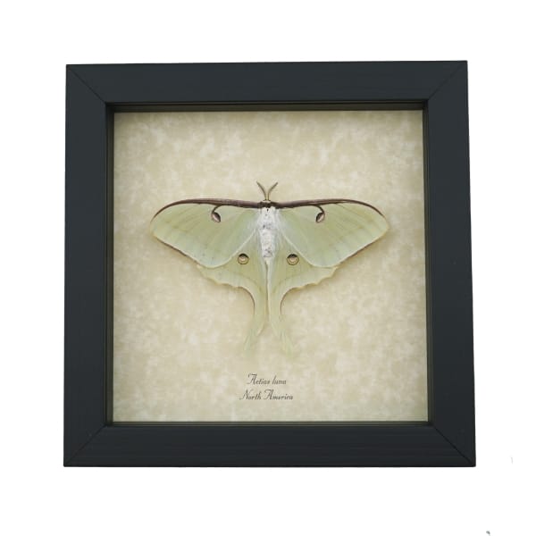 Real Luna Moth Framed Actias luna Resting Insect Taxidermy Display