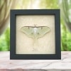 Real Luna Moth Framed Actias luna Resting Insect Taxidermy Display
