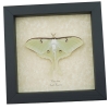 Real Luna Moth Framed Actias luna Resting Insect Taxidermy Display