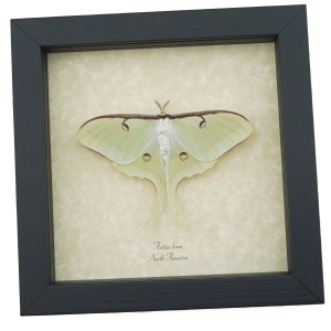 Real Luna Moth Framed Actias luna Resting Insect Taxidermy Display