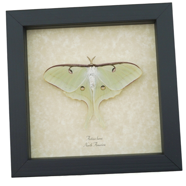 Real Luna Moth Framed Actias luna Resting Insect Taxidermy Display