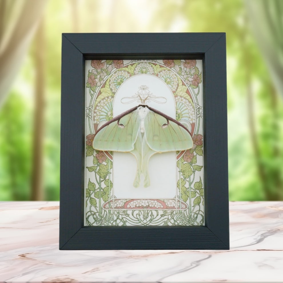 Luna Moth Art Nouveau Actias luna Female Resting Real Framed Taxidermy Luna Moth Art Nouveau Actias luna Female Resting Real Framed Taxidermy