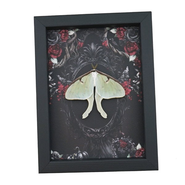 Framed Luna Moth Gothic Black Roses Actias luna Resting Framed Taxidermy Display